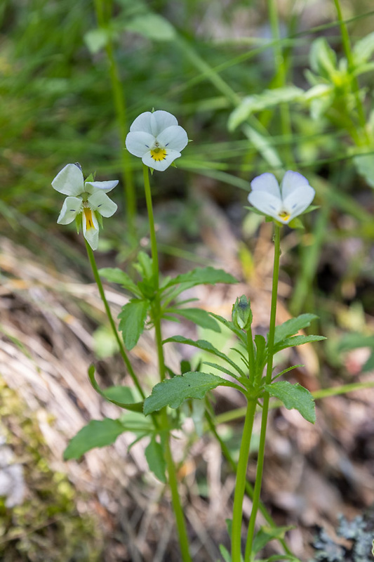 fialka roľná Viola arvensis Murray