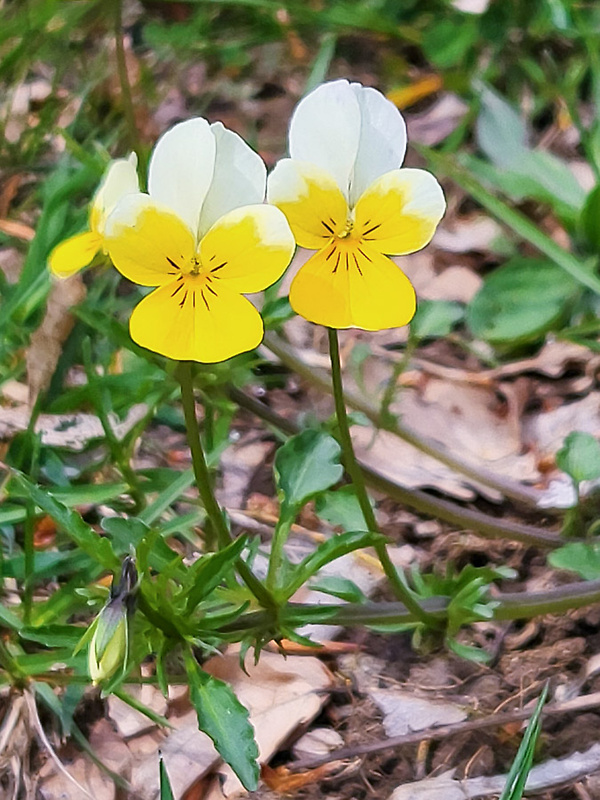 fialka sutinová Viola saxatilis F. W. Schmidt