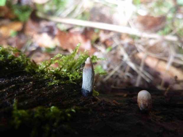 drevnatec parohatý Xylaria hypoxylon (L.) Grev.