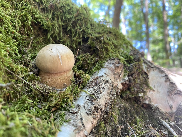 hríb dubový Boletus reticulatus Schaeff.