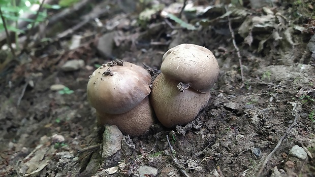 hríb dubový Boletus reticulatus Schaeff.