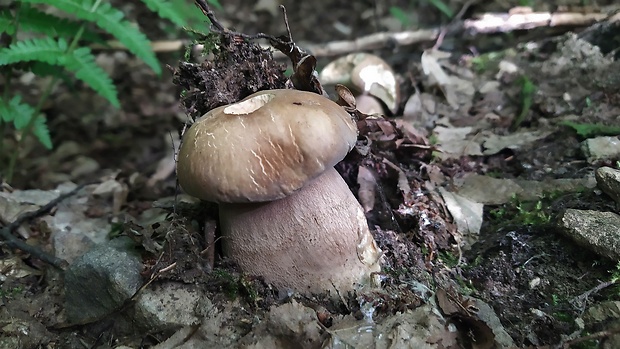 hríb dubový Boletus reticulatus Schaeff.