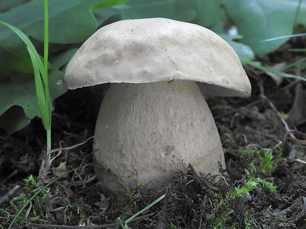 hríb dubový Boletus reticulatus Schaeff.