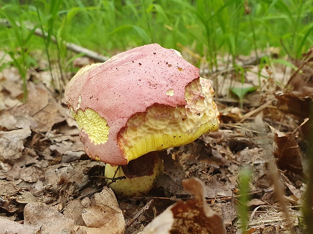 hríb kráľovský Butyriboletus regius (Krombh.) D. Arora & J.L. Frank