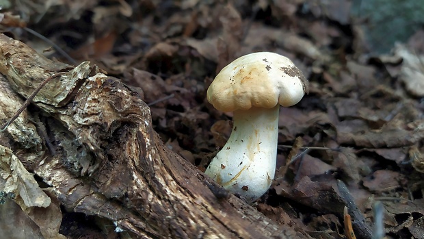 kuriatko bledé Cantharellus pallens Pilát