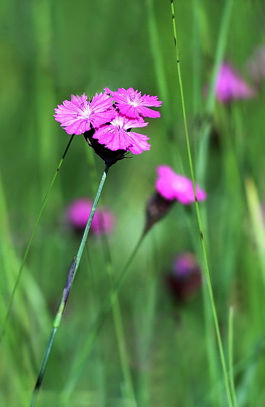 klinček kartuziánsky Dianthus carthusianorum L.