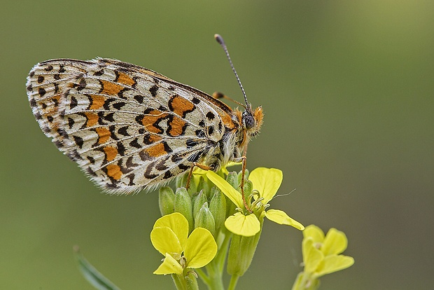 hnedáčik pyštekový  Melitaea didyma