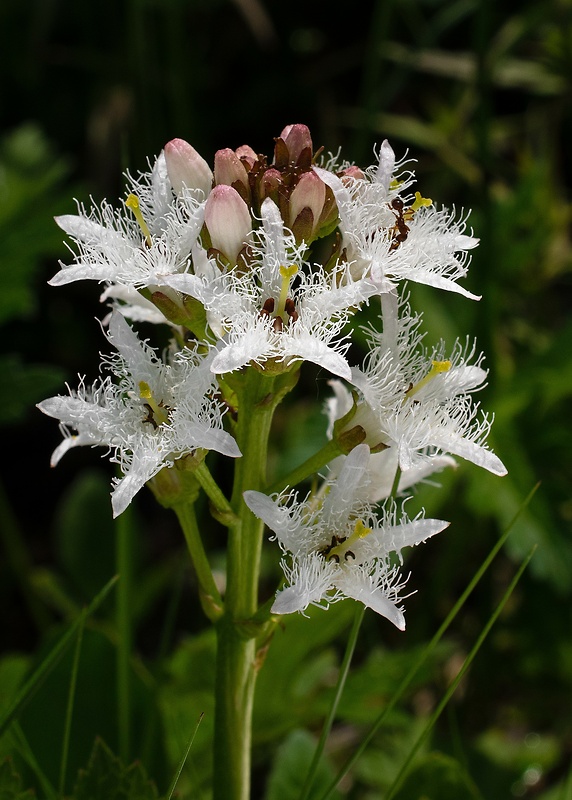 vachta trojlistá Menyanthes trifoliata L.