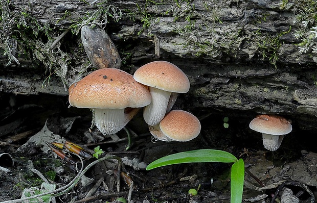 húževnatec topoľový Neolentinus cyathiformis (Schaeff.) Della Magg. & Trassin.