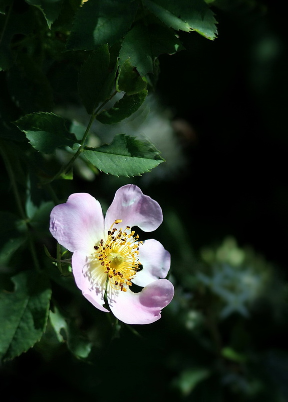 ruža šípová Rosa canina L.