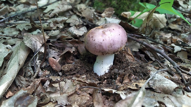 plávka Russula sp.