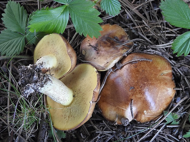 masliak zrnitý Suillus granulatus (L.) Roussel