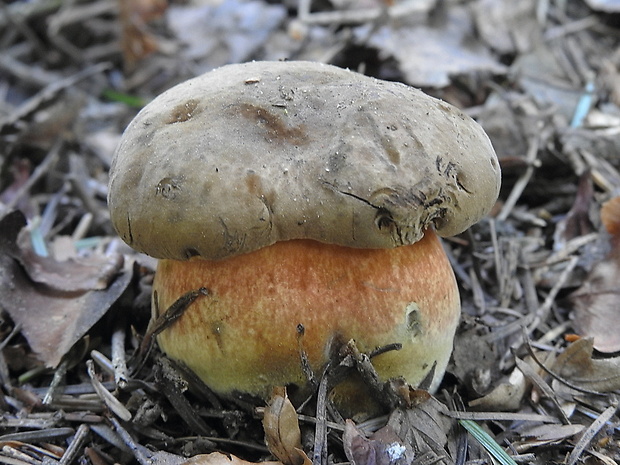 hríb zrnitohlúbikový Sutorius luridiformis (Rostk.) G. Wu & Zhu L. Yang