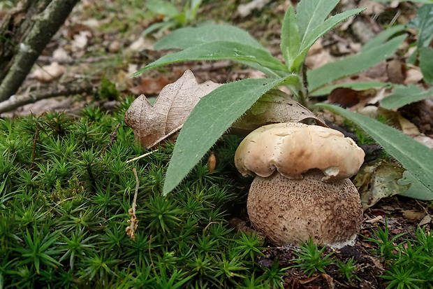 hríb dubový Boletus reticulatus Schaeff.