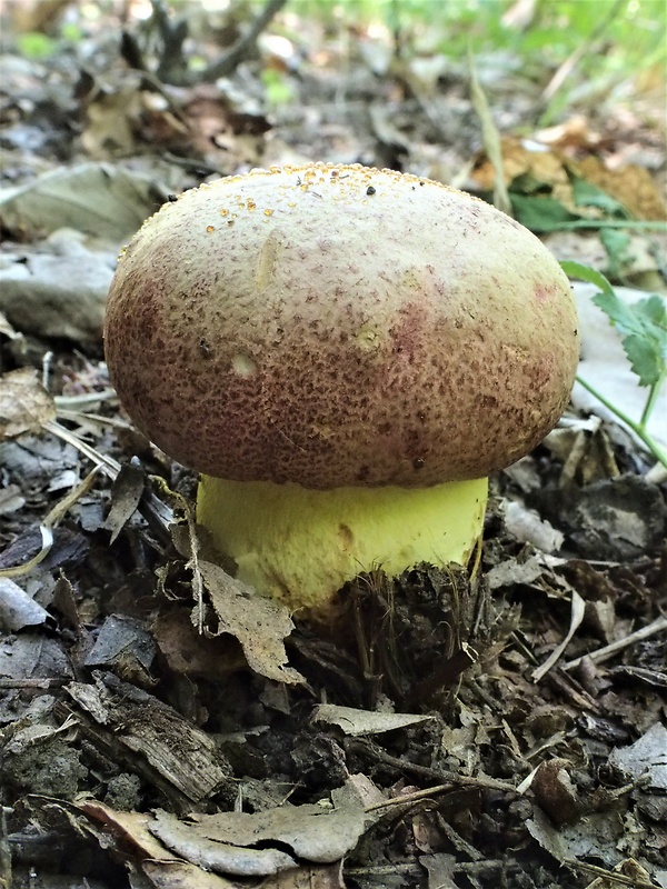 hríb kráľovský Butyriboletus regius (Krombh.) D. Arora & J.L. Frank