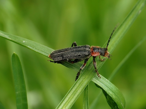 snehuľčík obyčajny Cantharis rustica