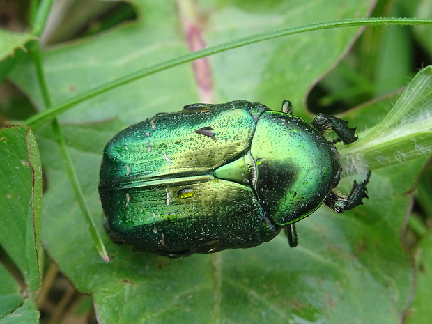 zlatoň obyčajný Cetonia aurata