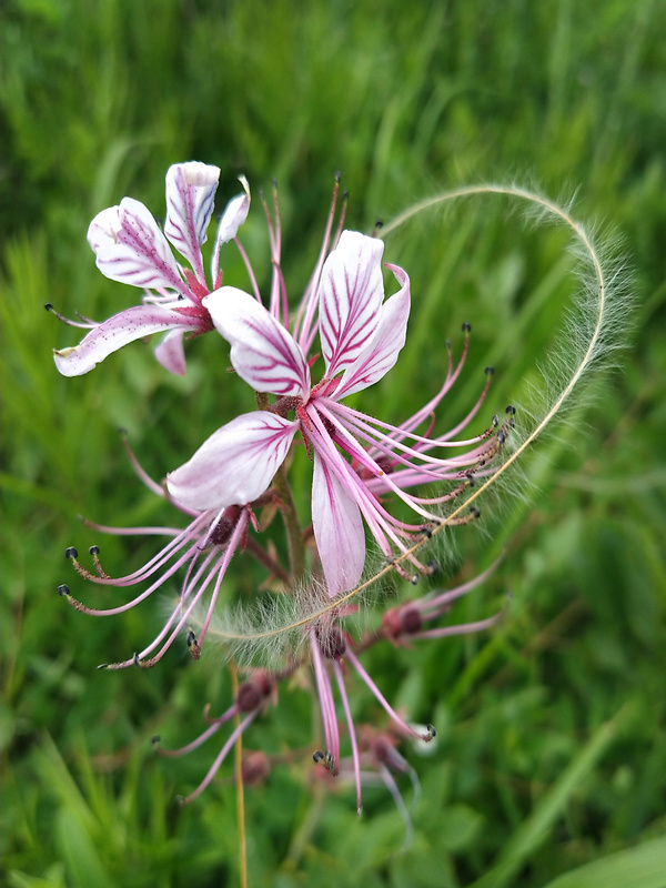 jasenec biely Dictamnus albus L.