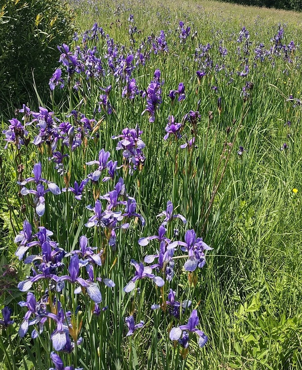 kosatec sibírsky Iris sibirica L.