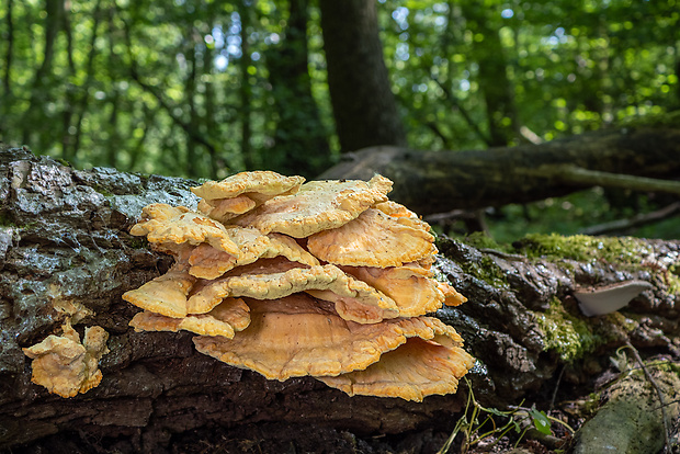 sírovec obyčajný Laetiporus sulphureus (Bull.) Murrill