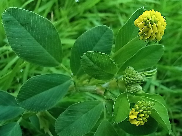 lucerna ďatelinová Medicago lupulina L.