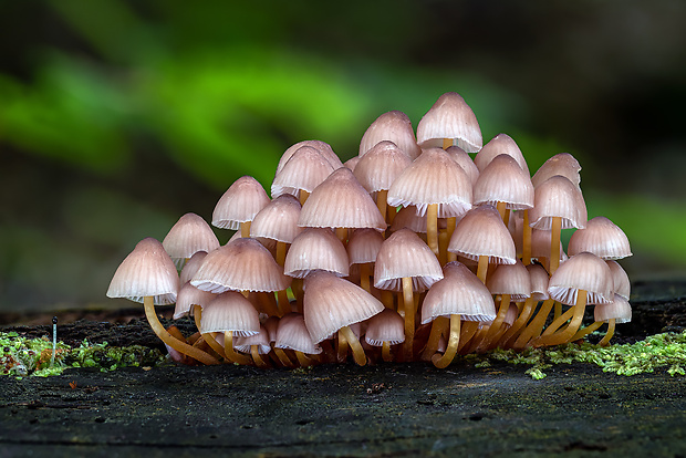 prilbička žltohlúbiková Mycena renati Quél.