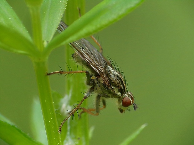 lajniarka žltá ♀ Scatophaga stercoraria  (Linnaeus, 1763)