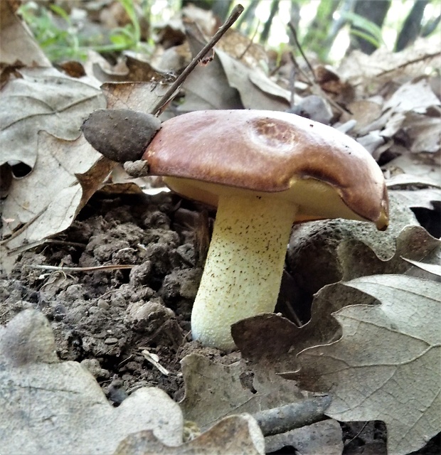 masliak zrnitý Suillus granulatus (L.) Roussel