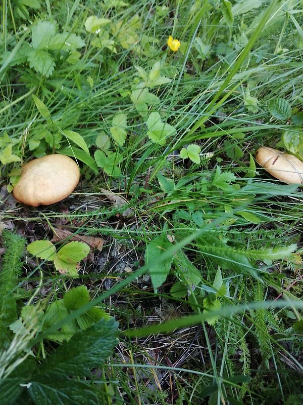 masliak Suillus sp.