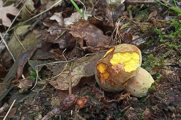 suchohríb plstnatý Xerocomus subtomentosus L.