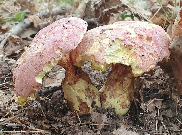 hríb kráľovský Butyriboletus regius (Krombh.) D. Arora & J.L. Frank