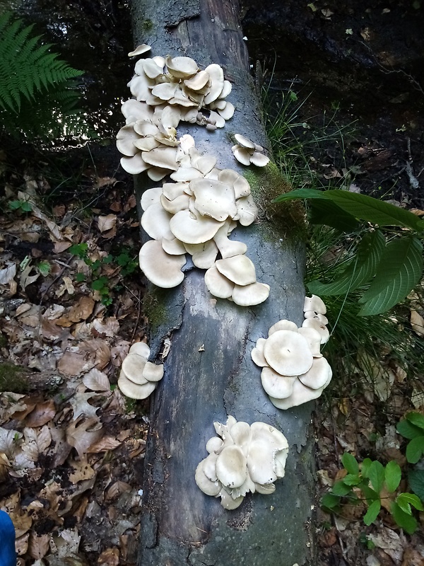 hliva buková Pleurotus pulmonarius (Fr.) Quél.