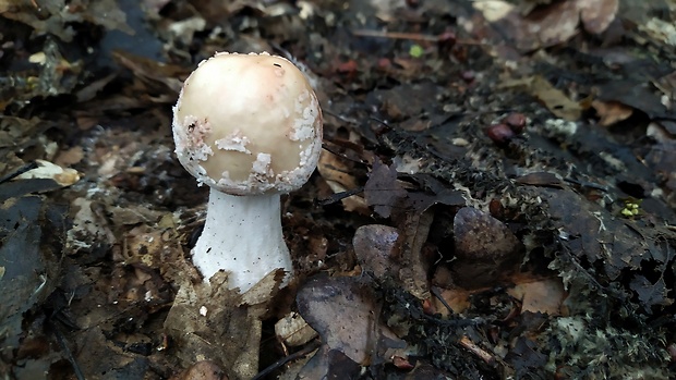 muchotrávka červenkastá Amanita rubescens Pers.