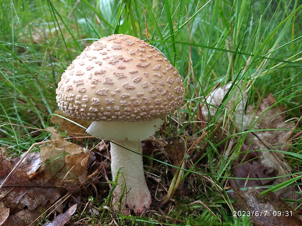 muchotrávka červenkastá Amanita rubescens Pers.