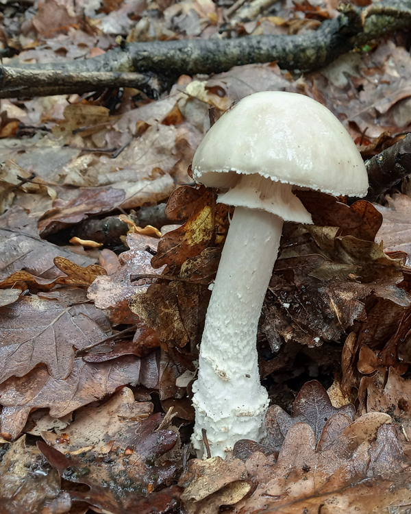 muchotrávka Amanita sp.