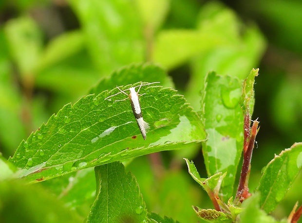 priadzovček krovinový Argyresthia spinosella