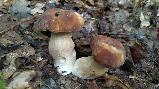 hríb dubový Boletus reticulatus Schaeff.