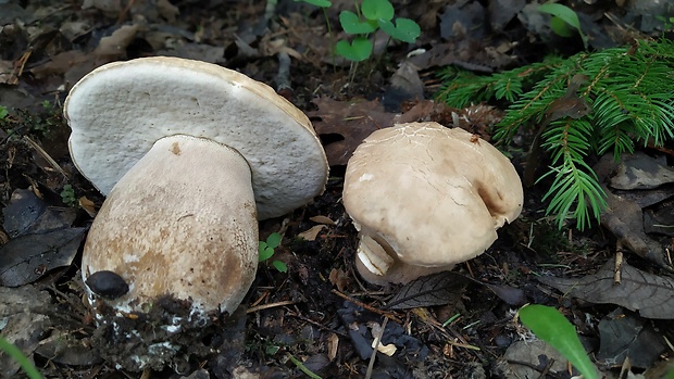 hríb dubový Boletus reticulatus Schaeff.