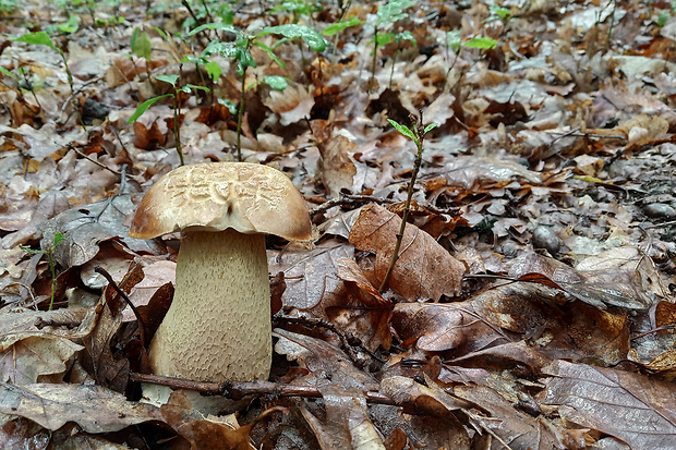 hríb dubový Boletus reticulatus Schaeff.