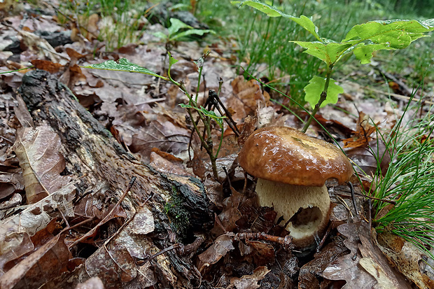 hríb dubový Boletus reticulatus Schaeff.