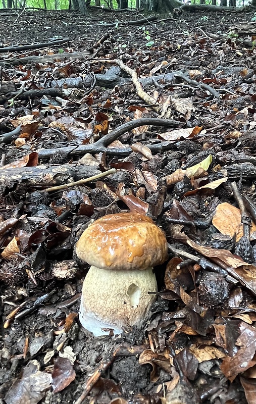 hríb dubový Boletus reticulatus Schaeff.