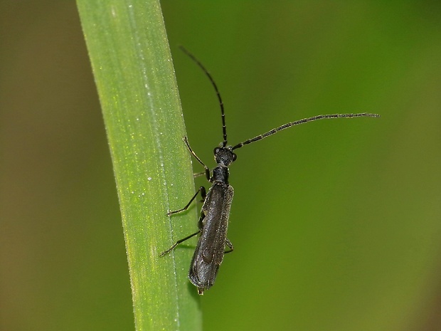 snehuľčík Malthodes maurus (Laporte, 1840)