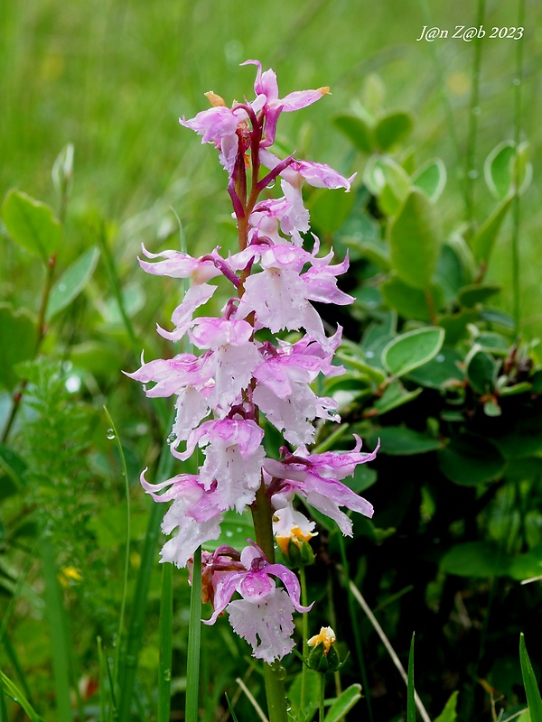 vstavač mužský poznačený Orchis mascula subsp. signifera (Vest) Soó