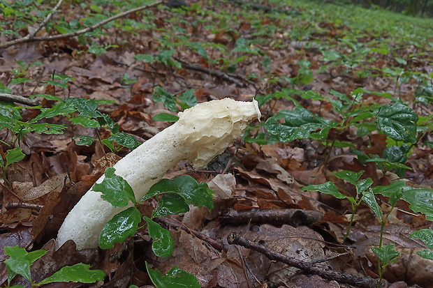 hadovka smradľavá Phallus impudicus L.