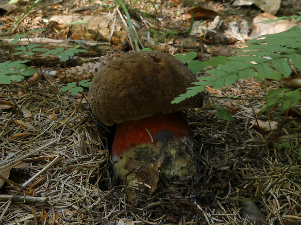 hríb zrnitohlúbikový Sutorius luridiformis (Rostk.) G. Wu & Zhu L. Yang