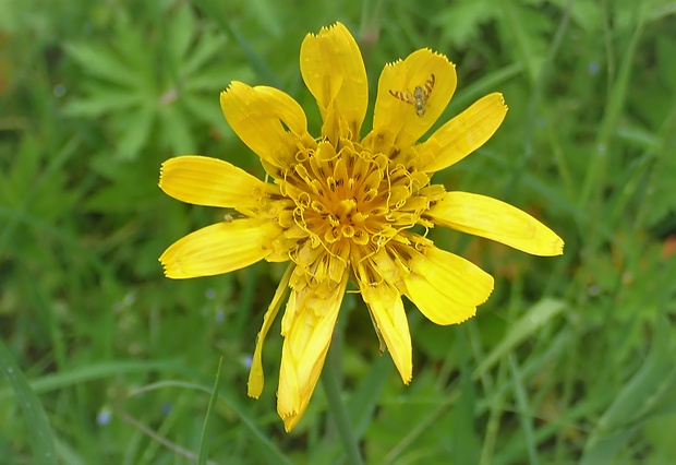 kozobrada lúčna Tragopogon pratensis L.