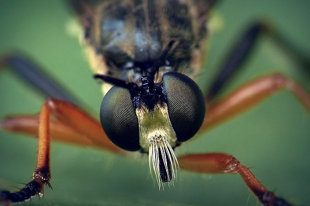 muchárka štíhla ♀ Dioctria rufipes (De Geer, 1776)