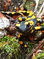 salamandra škvrnitá