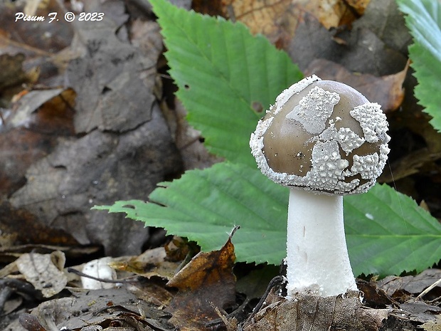 muchotrávka hrubá Amanita excelsa (Fr.) Bertill.