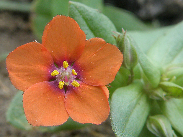 drchnička roľná Anagallis arvensis L.